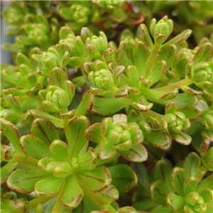 Aeonium Sedifolium